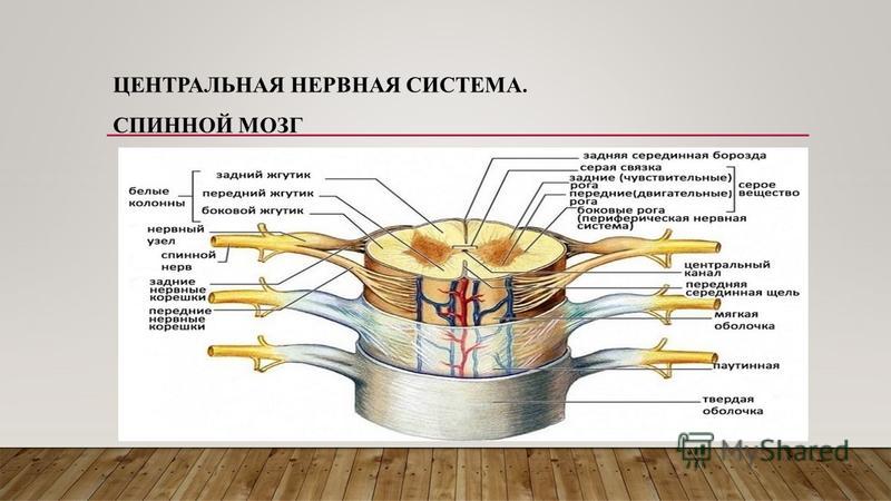 Нервная система спинной мозг. ЦНС спинной мозг. Спинномозговые нервы в нервной системе.