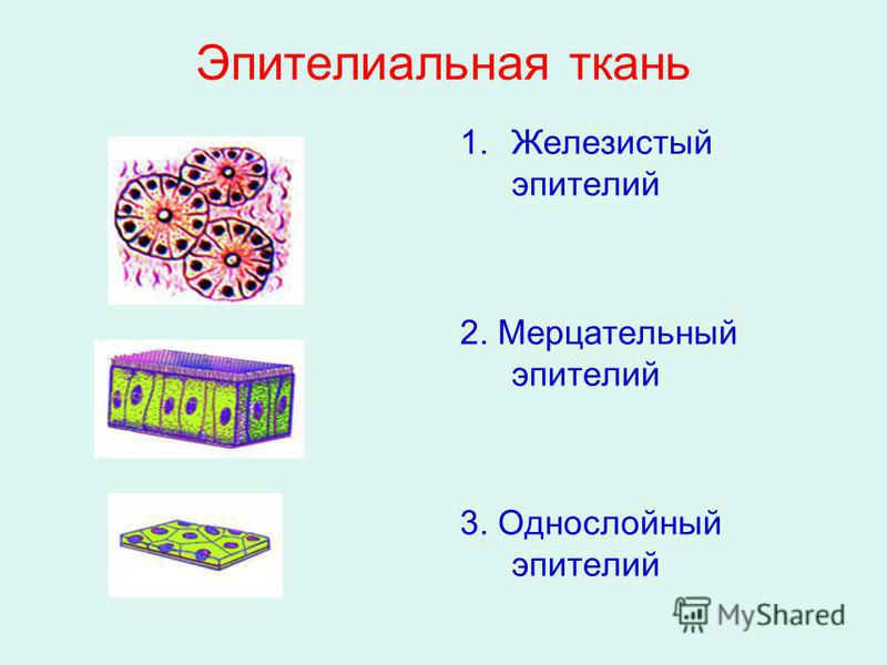 Клетки эпителиальной ткани. Железистый эпителий строение. Эпителиальная железистая ткань функции. Эпителиальная ткань железистый эпителий. Однослойный железистый эпителий.