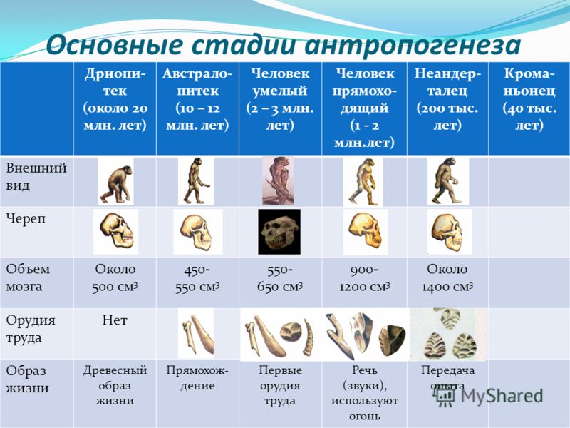 Основные этапы эволюции человека схема