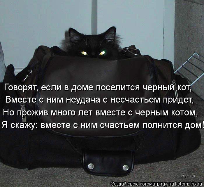 Кошка сама пришла. Чёрный кот в доме приметы. Сумка черный кот. Чёрный кот пришёл в дом примета. Черный кот на счастье.
