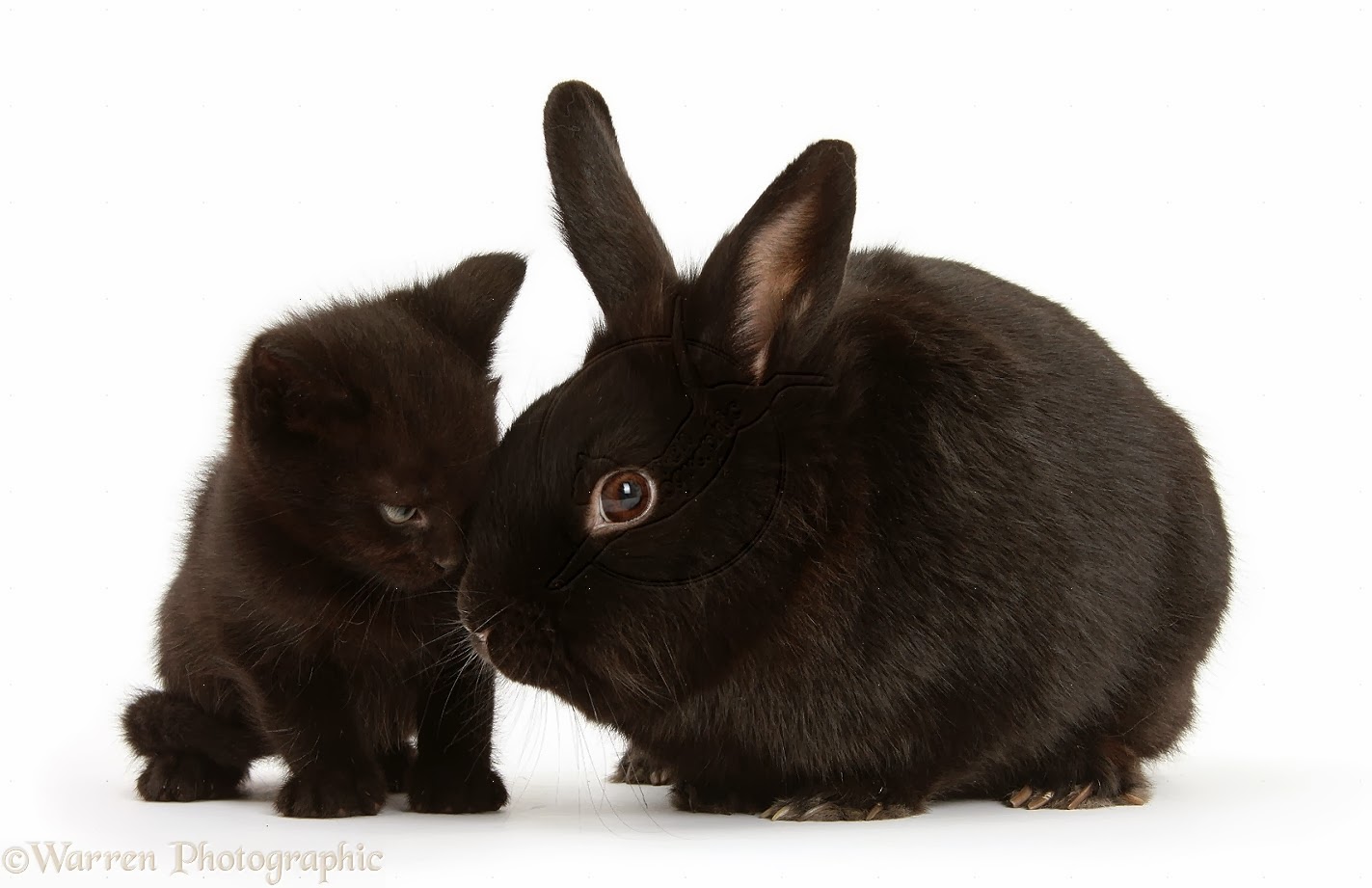 Черный кот и черный кролик