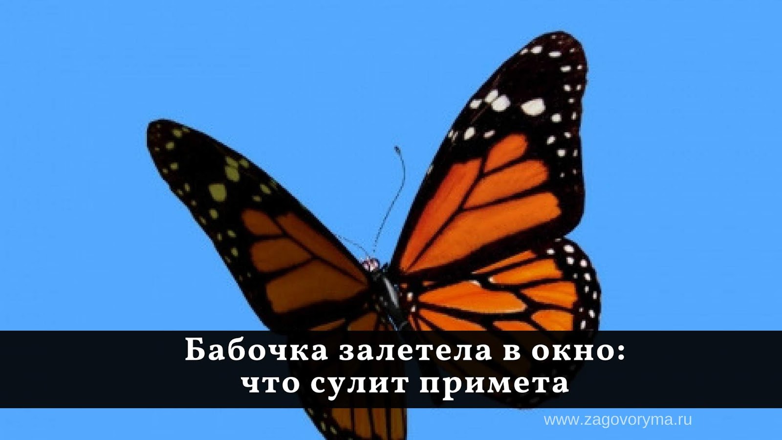 Бабочки влетают в дом. Залетела бабочка Шоколадница. Примета залетела бабочка. Залетела бабочка в окно. Бабочка залетела в окно примета.