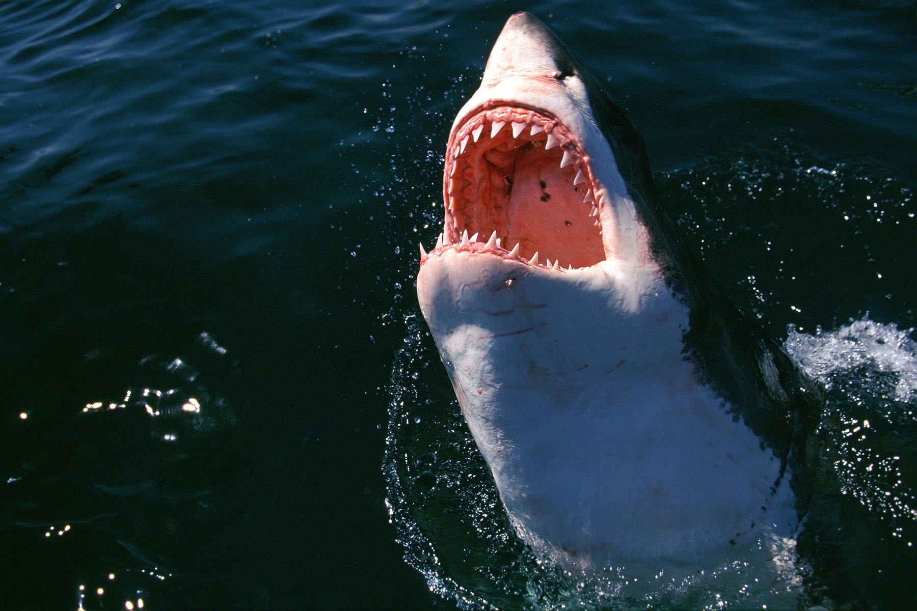 Нападение большого. Белая акула. Укус большой белой акулы. Белая акула нападает на людей.