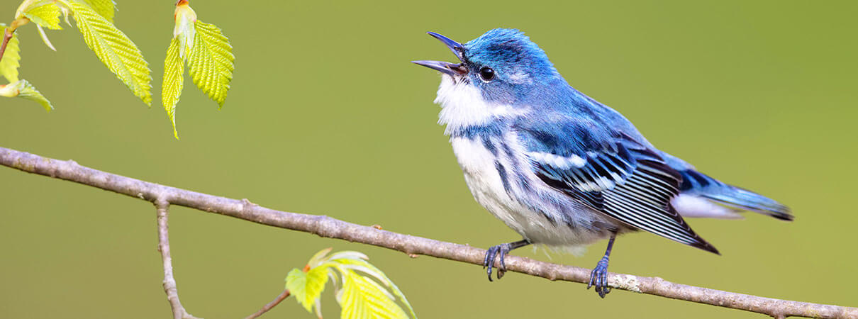 Cerulean Warblers (above) and other migratory birds face increased collision dangers in the fall and spring. Photo by Jacob Spendelow