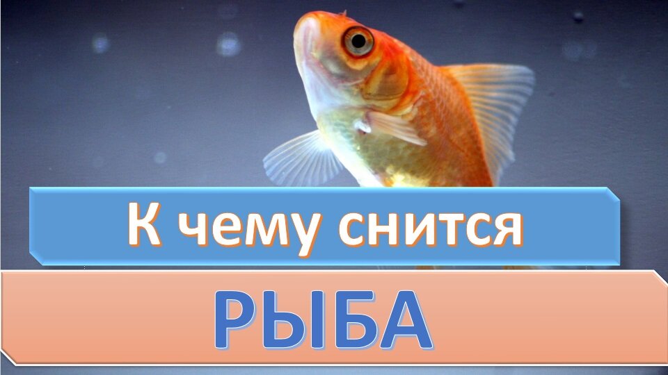 Видеть рыбу во сне мужчине. К чему снятся рыбки. К чему снится Живая рыба к беременности. Как видят рыбы.