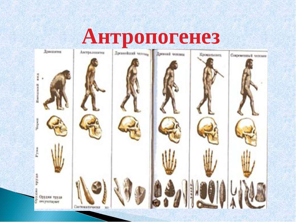 Проект на тему эволюция человека 9 класс