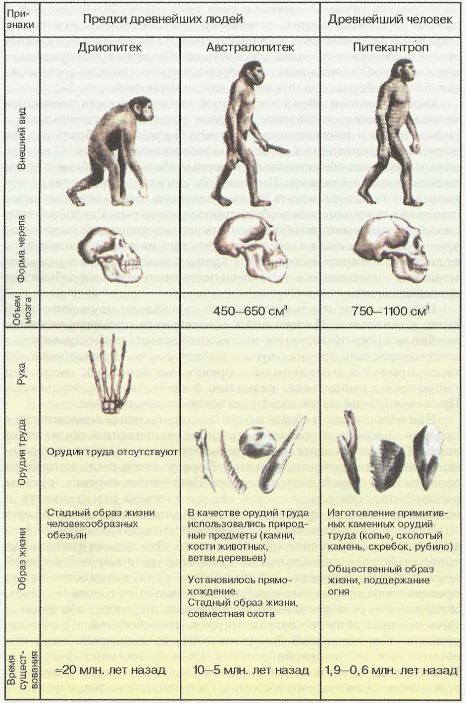 Основные этапы эволюции человека от дриопитека до человека разумного схема