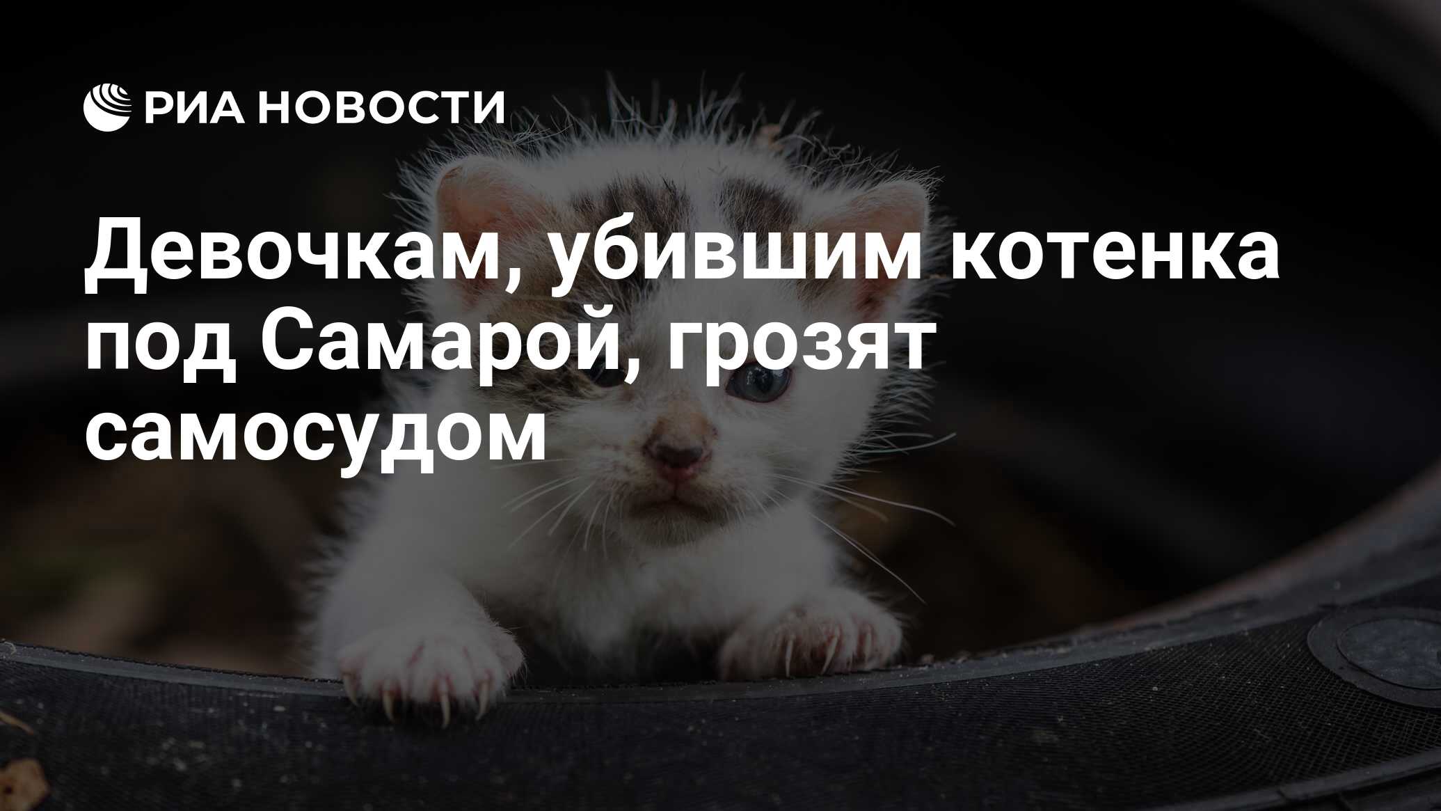 К чему снится что убил котенка во сне. Убить котенка во сне к чему.