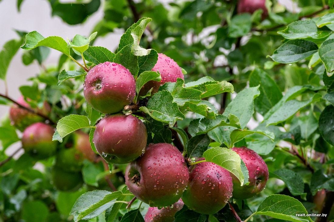 Купить плодовых в беларуси. ЦУНАМИ яблок. История белорусских яблок.