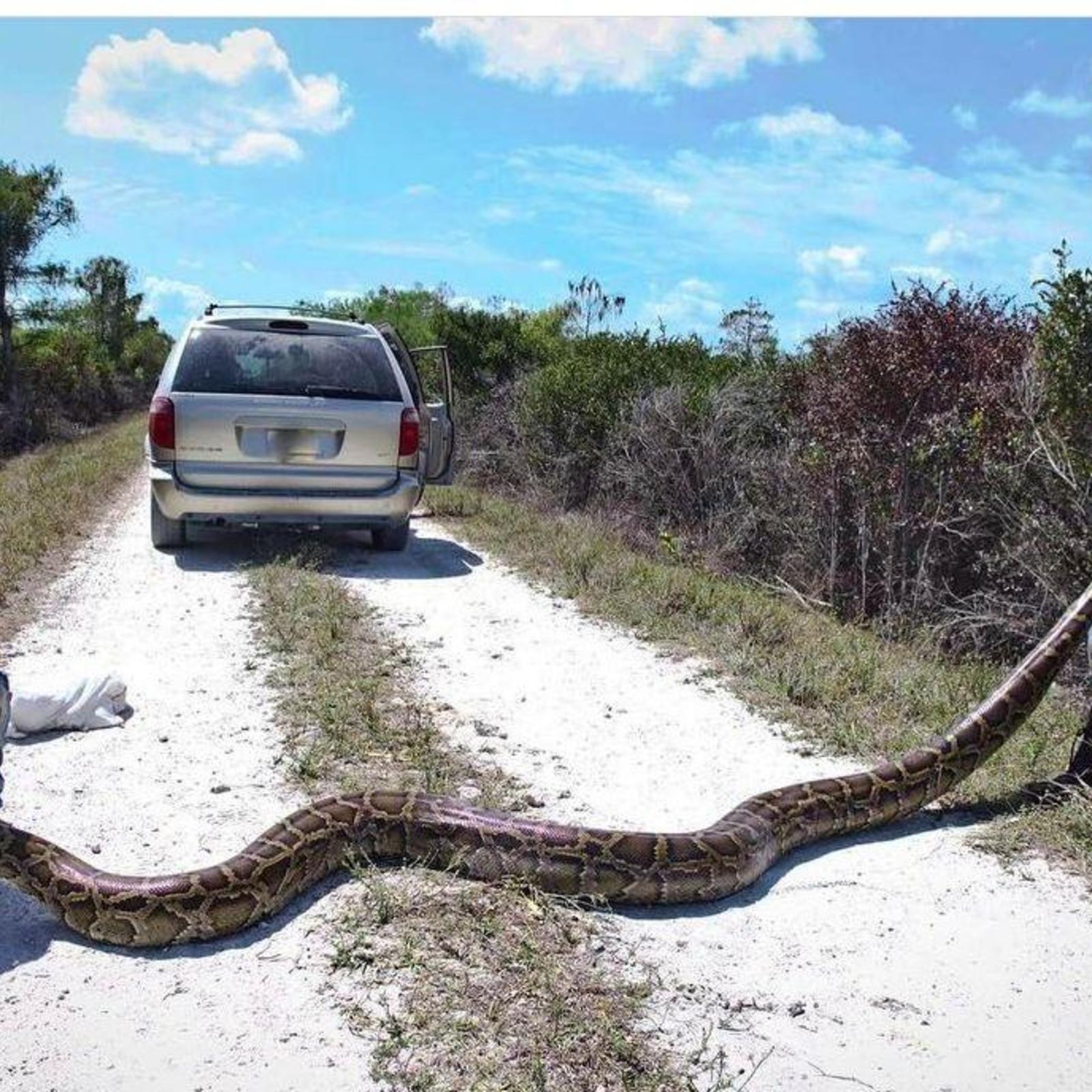 фото самой большой змеи на планете