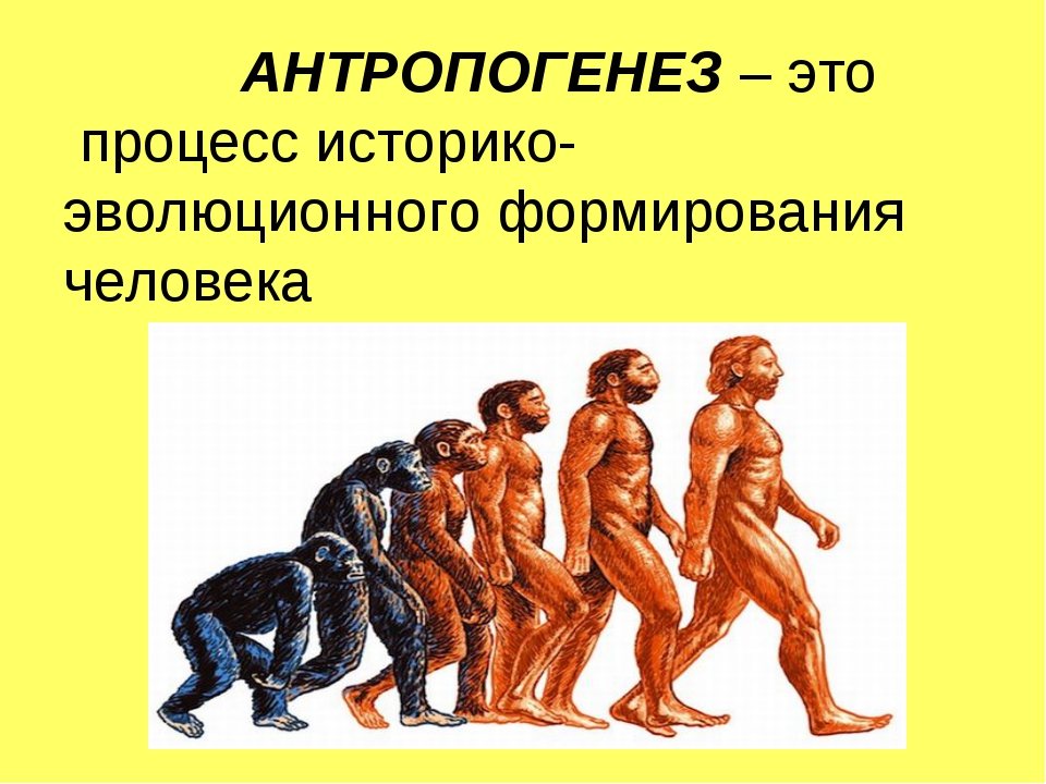 Происхождение и этапы эволюции. Антропогенез. Процесс эволюции человека. Эволюция человека Антропогенез. Биология становления человека.