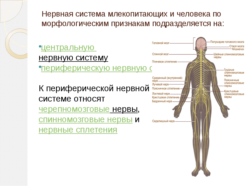 Виды нервной. Нервная система человека подразделяется на. Типы строения нервной системы. Нервная система млекопитающих. Типы нервной системы человека анатомия.