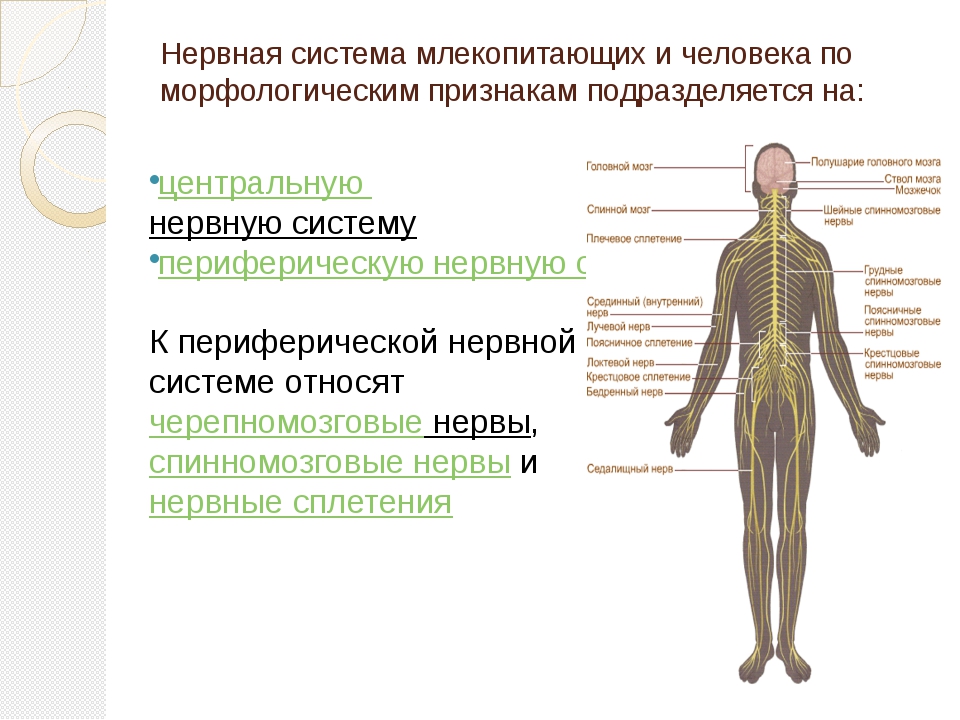 Сильный тип нервной системы. Нервная система человека подразделяется на. Типы строения нервной системы. Нервная система млекопитающих. Типы нервной системы человека анатомия.