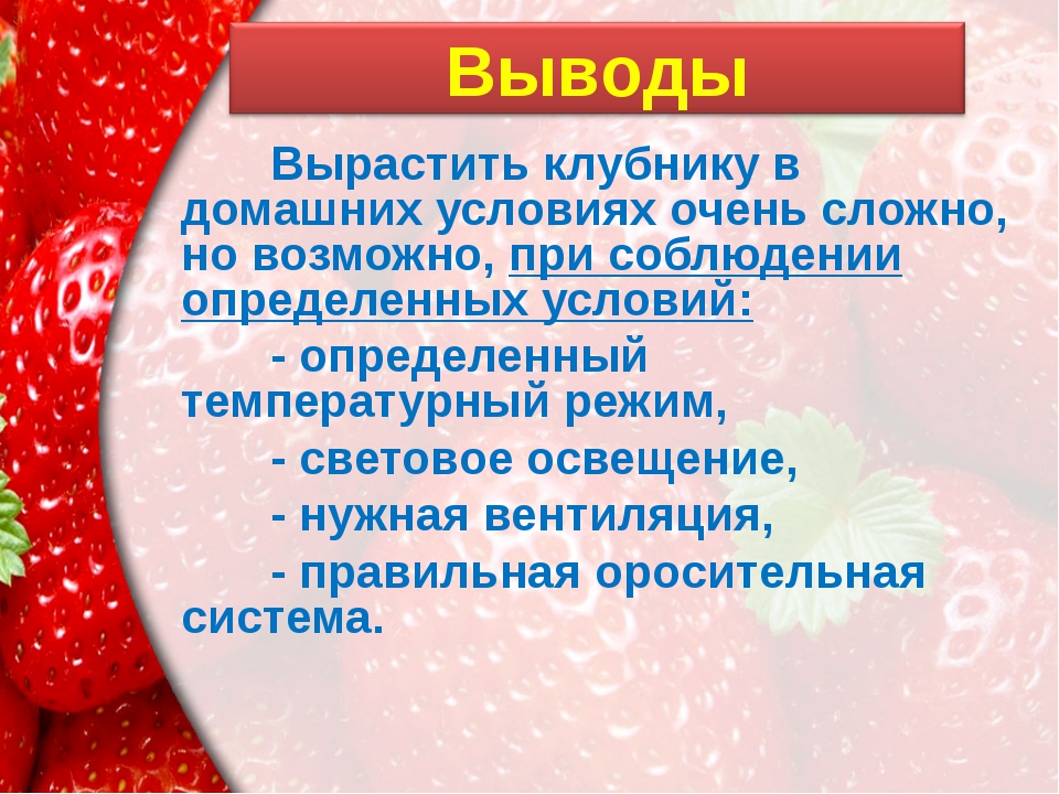 Земляника толкование. Клубника для презентации. Краткая характеристика клубники. Проект про землянику. Проект клубника.