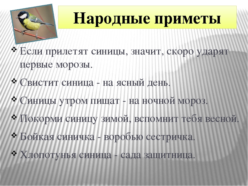 Залетевшая синица примета. Народные приметы про синицу. Приметы про синичек. Приметы про синичек народные. Прилетела синица примета.