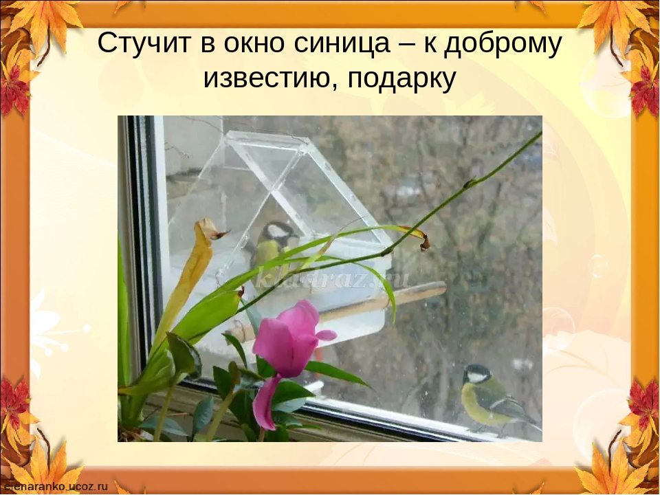 Стук в окно. Стучится в окно. Стучит в окно. Приметы птичка стучит в окно синичка. Синица ломится в окно примета.