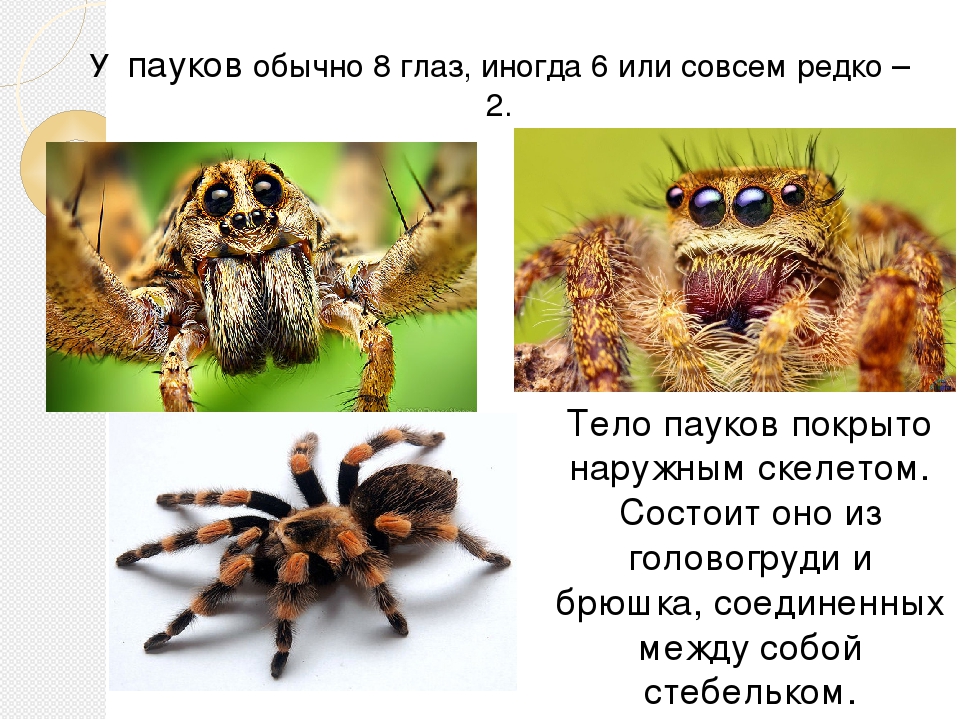 Паук видит человека. Расположение глаз у пауков. Расположение глаз паука. Строение глаза паука. Сложные глаза у паукообразных.