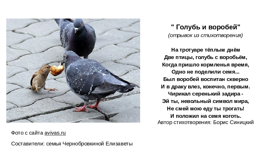 Стих про голубя. Стишки про голубей. Стих про голубя смешной. Информация о голубях.