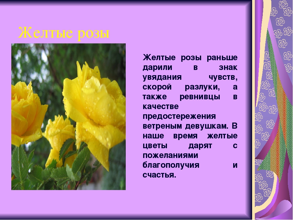 Почему желтый к разлуке. Жёлтые розы на языке цветов. Желтый цвет на языке цветов. Что означают желтые розы. Желтые цветы символ чего.