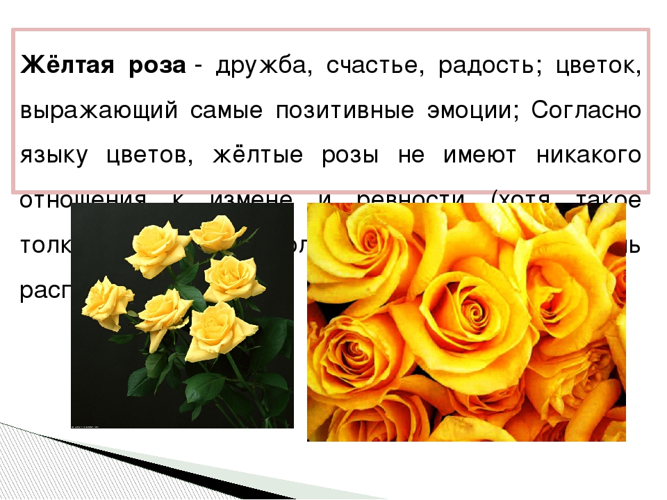 Почему желтый к разлуке. Жёлтые розы на языке цветов. Язык цветов розы. Жёлтые цветы значение. Желтый цвет на языке цветов.