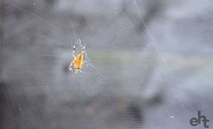 spider on web outside
