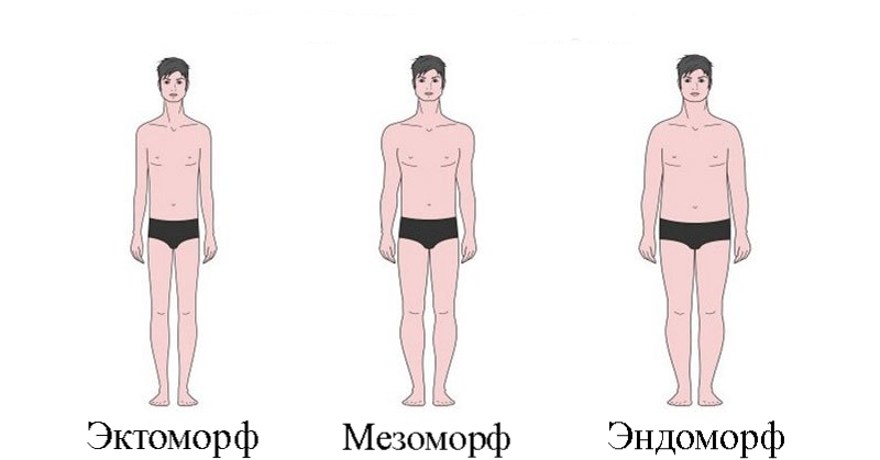 Кто такой эктоморф и мезоморф. Типы эктоморф мезоморф эндоморф. Генетика эктоморф мезоморф эндоморф. Строение тела эктоморф мезоморф эндоморф. Типы сложения эктоморф.