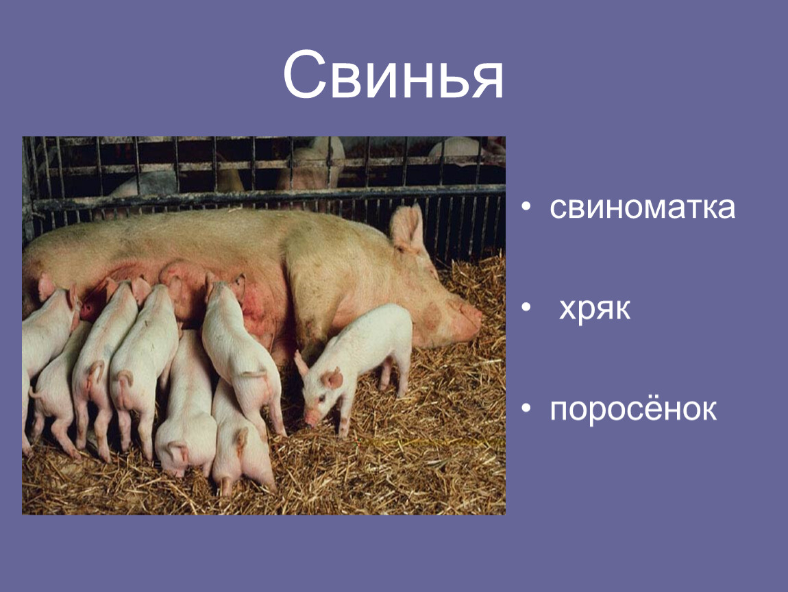 Свинья информация. Информация о свинье. Презентация на тему свиноводство. Презентация на тему свиньи. Свиноводство окружающий мир.