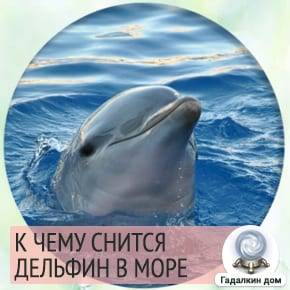 Сонник: дельфин в море