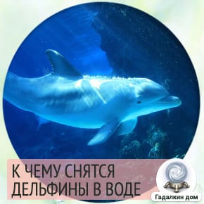 сонник дельфины в воде