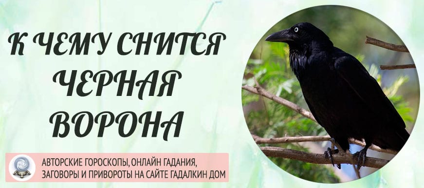 Сон вороны. Сонник ворона черная. К чему снится черный ворон. Чёрная ворона во сне к чему. К чему снится ворона черная.