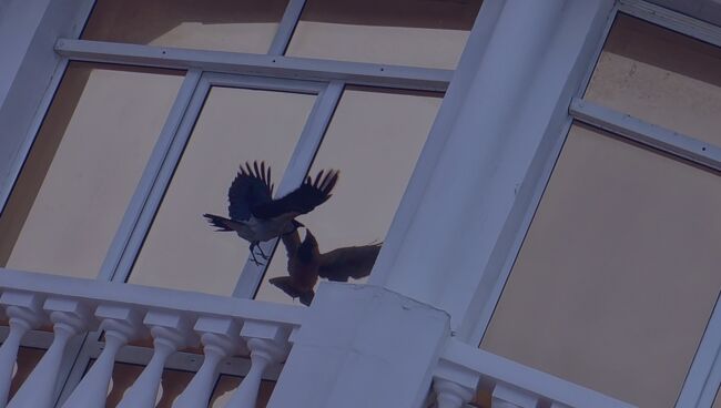 Птицы ударились в окно дома. Птица ударилась в окно. Птица врезалась в окно. Птица стукнулась в окно. В стекла врезаются птицы.
