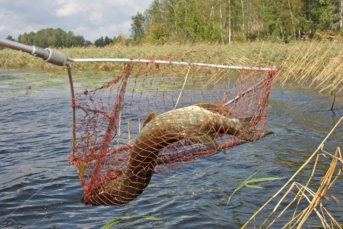 Ладожское озеро рыболовство. Сонник ловить рыбу сачком. А можно ли ловить сетью на Ладожском озере.