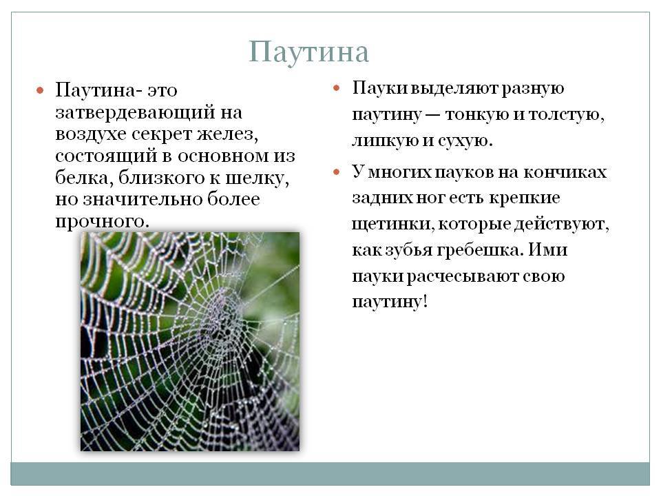 Что означает паук. Паутина это в биологии. Виды паутины. Паук ткет паутину. Как паук делает паутину.