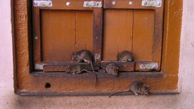 rats in history