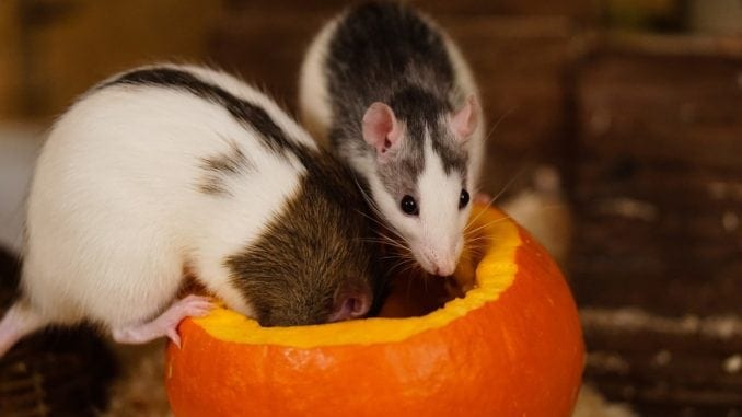 Rats at Halloween