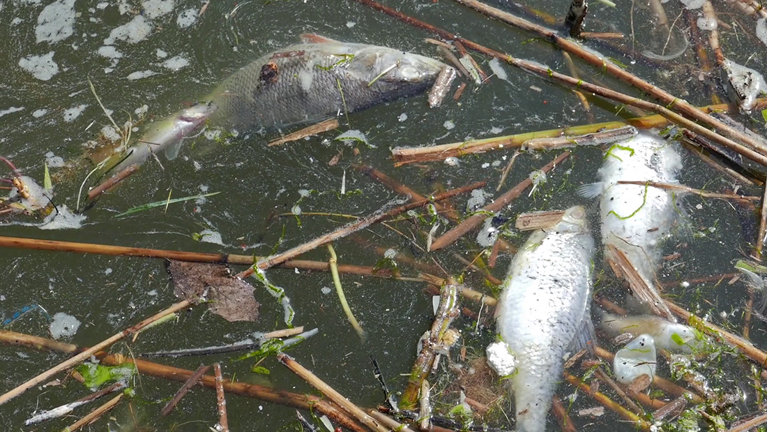 Дохлые рыбы в воде. Рыбы в загрязненной воде. Мёртвые рыбы в грязной воде. Дохлая рыба в грязной воде.