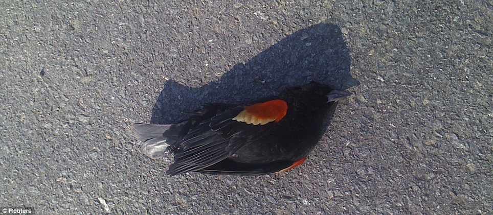 Mystery death: One of the hundreds of blackbirds that fell out of the sky on New Year