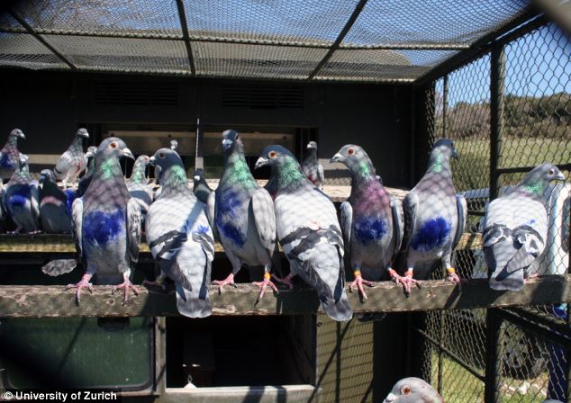 Homing pigeons in loft