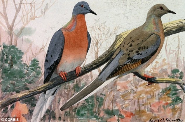 In the 18th and 19th centuries the passenger pigeon was the most abundant bird species on Earth. Unlike the domesticated carrier pigeon used for messages, these were wild birds. They were easy to catch because they stayed together