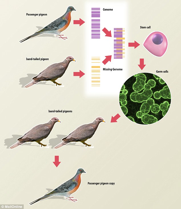 The process involves using passenger pigeon DNA taken from museum specimens. Scientists will then fill in the blanks with fragments of DNA from the band-tailed pigeon.This reconstructed genome would be placed into stem cells of a band-tailed pigeon. The scientists would then inject these so-called germ cells into band-tailed pigeons. Their hope is that, as those birds mate, their chicks would have some passenger pigeon genes