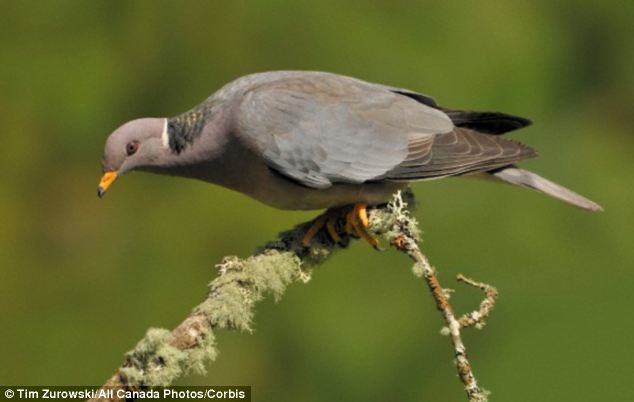Band-tailed Pigeon (pictured) could help bring extinct Passenger Pigeon back to life, according to scientists