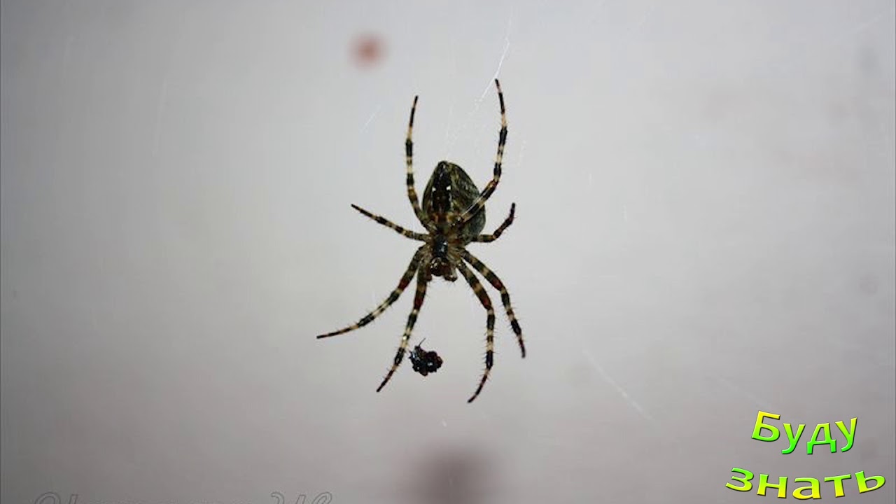 Паук вечером на кухне примета. Пауки в доме. Большой паук в углу комнаты. Паук ползет. Маленький паук в квартире примета.