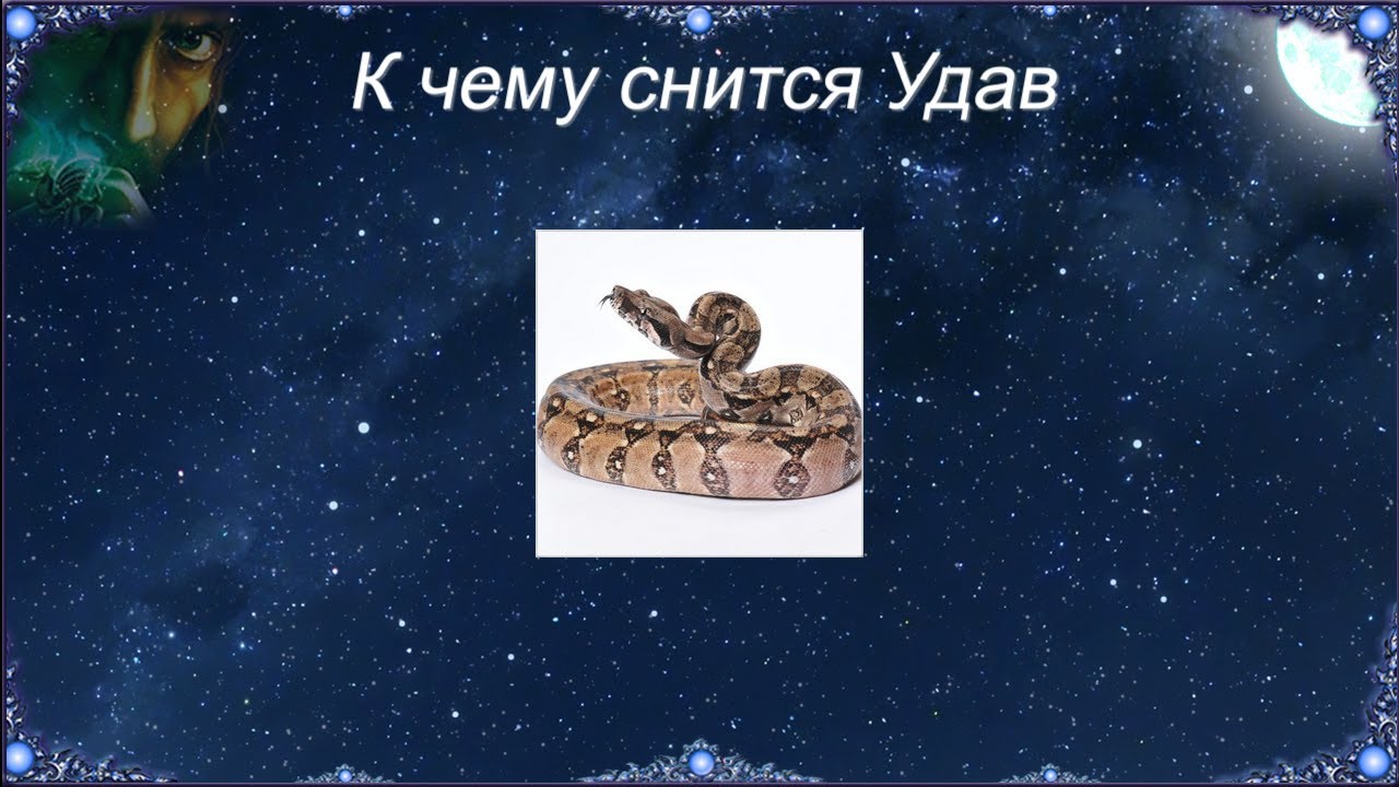 Сон змея к чему снится женщине