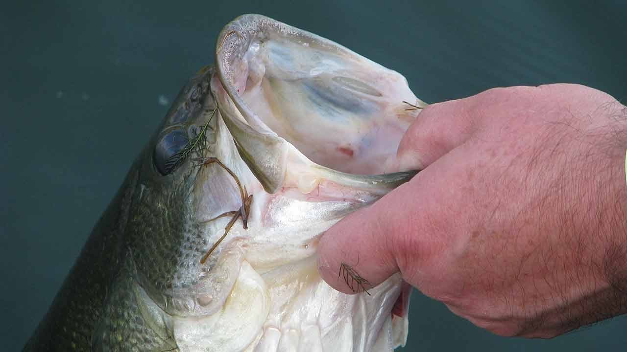 Поймать живую рыбу руками