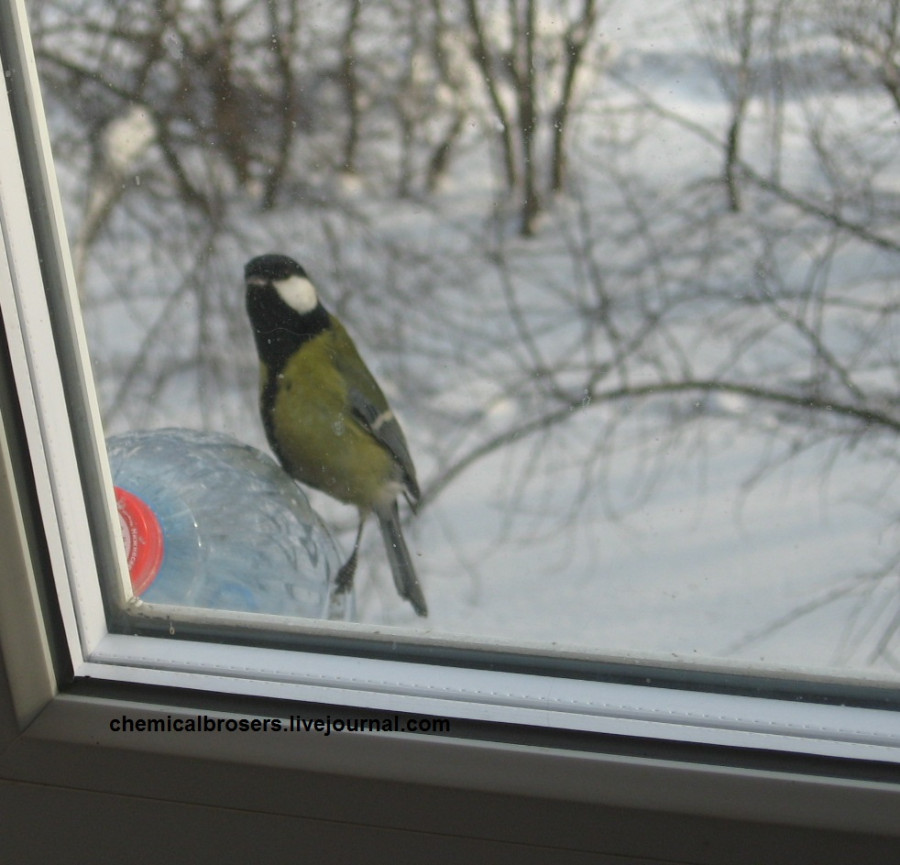 Птичка стучит в окно. Синичка на окне. Синичка за окном. Синица на подоконнике. Синицы зимой за окном.