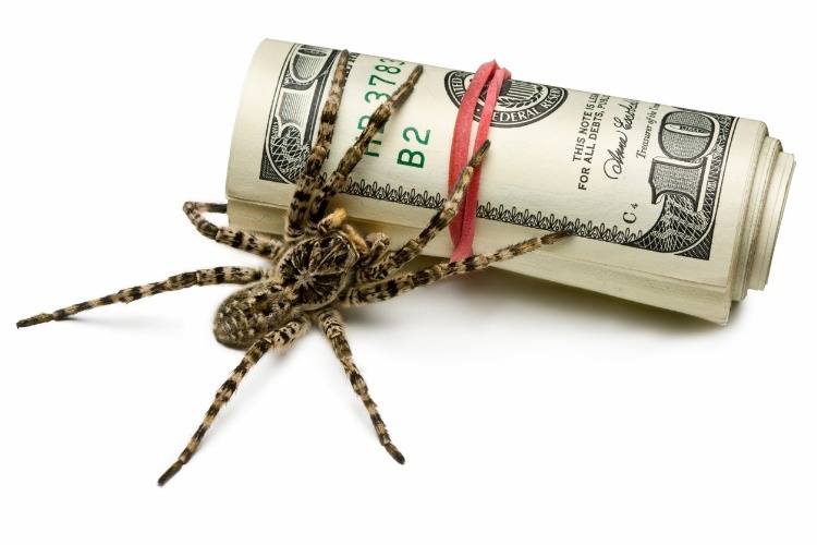 venomous-spider-stand-guard-of-cash-isolated-on-white-picture-id106589634