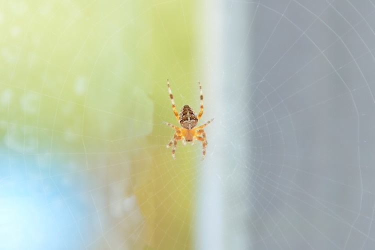 the-walnut-orbweaver-spider-picture-id1012426432