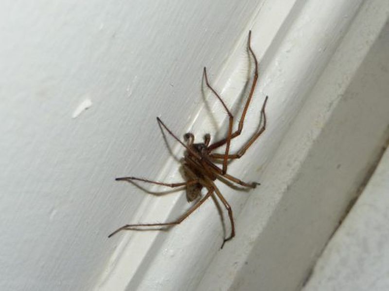 Домашний паук в квартире. Домашние пауки. Пауки в доме. Квартирные пауки. Паук маленький в квартире.