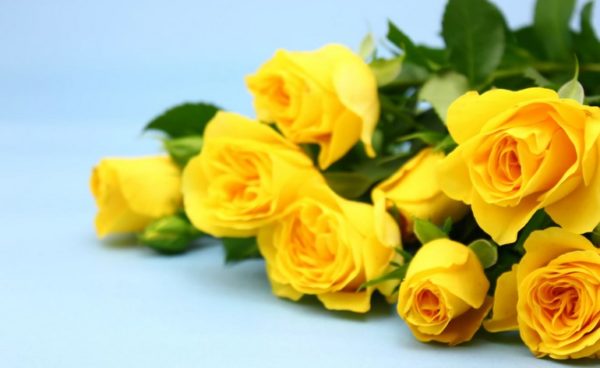 К чему дарят жёлтые розы женщине (девушке) и что они значат на языке цветов