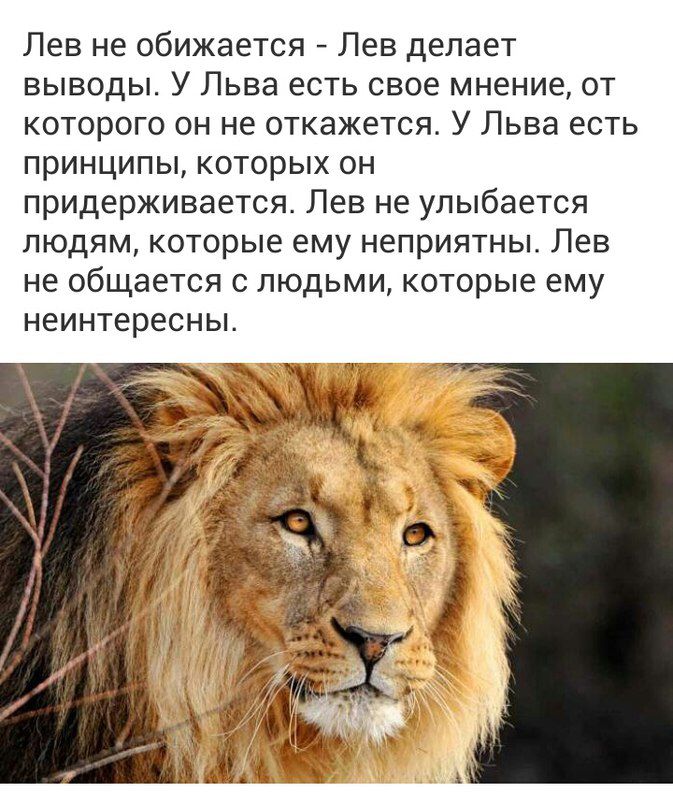 Лев будет твоим